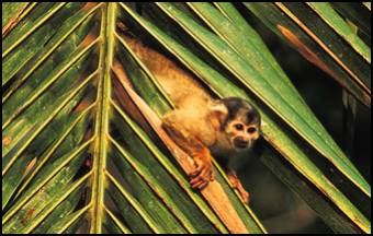 rfd-ResAmazonica-monkey.jpg (20895 bytes)